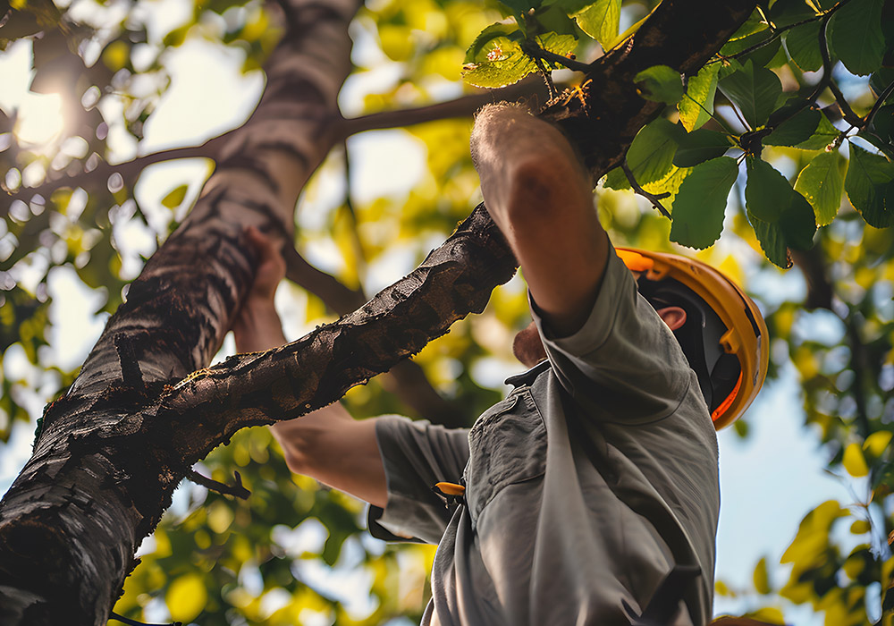 tree health services