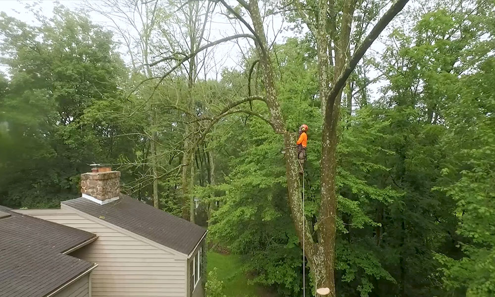 crane service