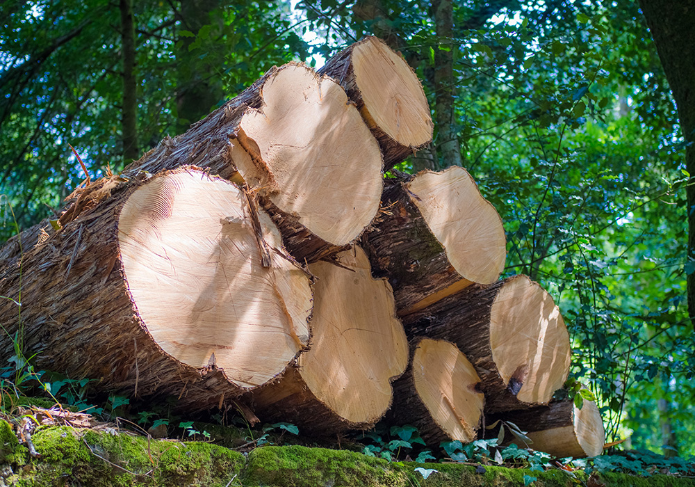 tree removal