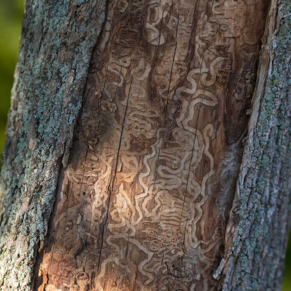 Insect Disease Control